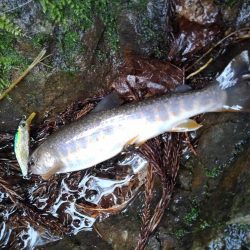 大増水の渓流で苦戦 ～長良川水系～